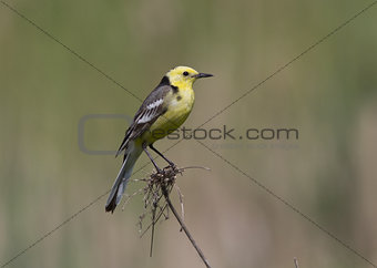 Male Citrine Wagtail sitting on a branch.