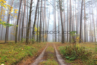 road through foggy forest at autumn