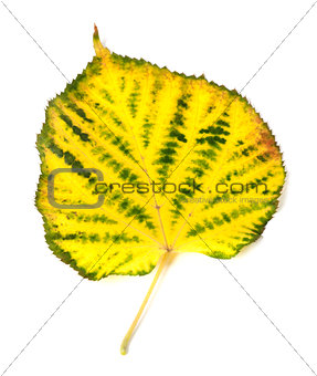 Yellowed autumn leaf