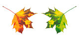 Orange and green yellowed maple-leafs