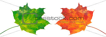 Green and red maple-leafs