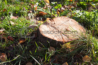 Brown stump on green grass