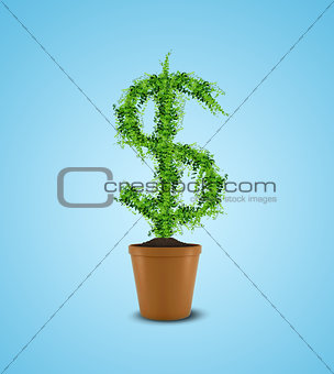 Dollar tree in plant pot. Wealth concept
