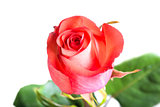 beautiful fresh rose bud closeup