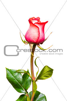 Pink rose closeup on a white background