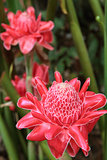 Flower red torch ginger