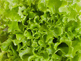 green juicy lettuce