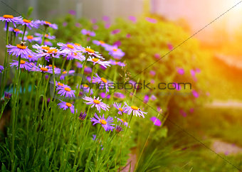 Summer garden with flowers