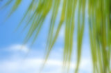 Coconut Leaf and Cloudy Blue Sky in Blur