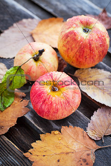 Wet fresh red apples in the garden