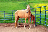 Guarding her newborn colt