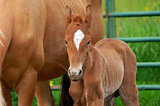 Baby Blooded Quarter Horse