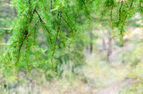 Pine branches with bokeh