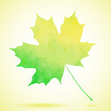 Green watercolor painted vector autumn maple leaf background