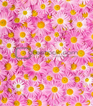 Pink and yellow flowers background 