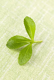 Stevia leaf.