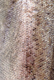 Fish skin texture detail.