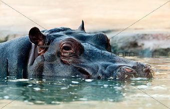 The hippopotamus (Hippopotamus amphibius), or hippo