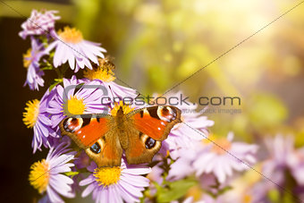 butterfly Aglais io