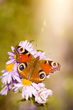 butterfly Aglais io