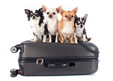 chihuahua and suitcase