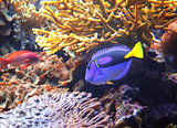 Coral fish blue tang