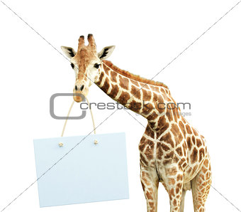 Giraffe with signboard