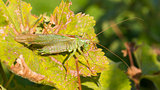 Green grasshoper in a garden