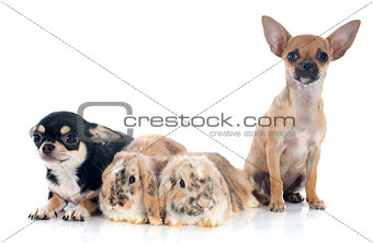 Lop Rabbit and chihuahua