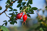 Rose hips at a twig