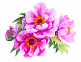 Peonies isolated on white, oil painting