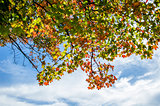 Autumn Leaves in Front of a Blue Sky with Clouds