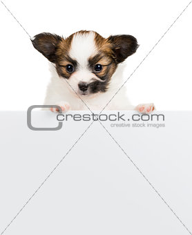 Papillon puppy relies on blank banner on white background