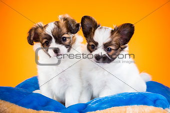 Two cute Papillon puppies on a orange background