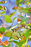 ripe walnut on tree