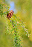 Close up cone on pine