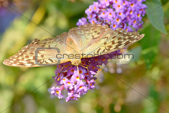 Monarch butterfly (Danaus plexippus) 