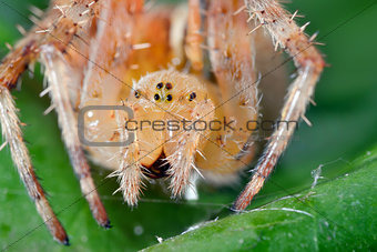 Macro shot of a  spider