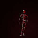 Standing Skeleton
