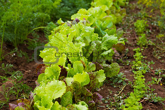 Fresh lettuce in outdoor garden