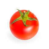 Fresh Tomatoes Isolated on White Background Vector Illustration