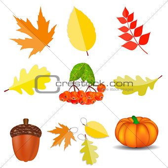 Shiny Autumn Natural Icons  Vector Illustration