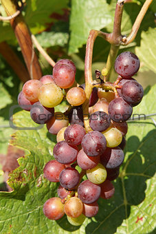 Grapes in the autumn