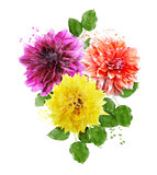 Watercolor Image Of  Dahlia Flowers