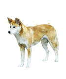 Watercolor Image Of  Australian Dingo