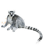 Watercolor Image Of Ring-tailed Lemur