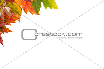 Background frame isolated colorful autumn leaves wedding party i