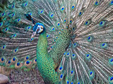 A Male Peacock