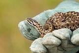 beautiful meadow viper on glove