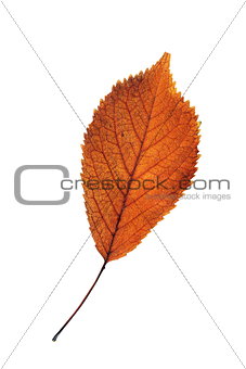 cherry reddish leaf isolated on white